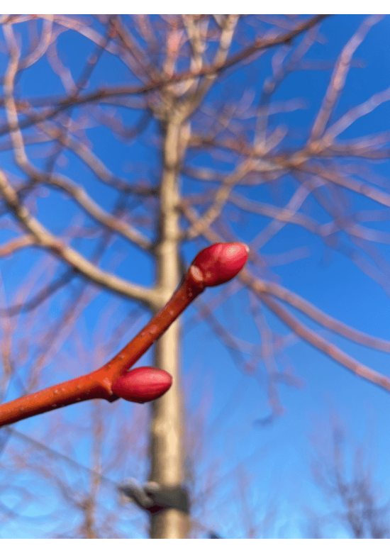 Winterlinde 'Winter Orange' | Tilia cordata 'Winter Orange'