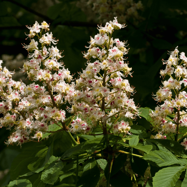 Ahornbäume