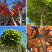 Top 10 meistverkauften Alleebäume