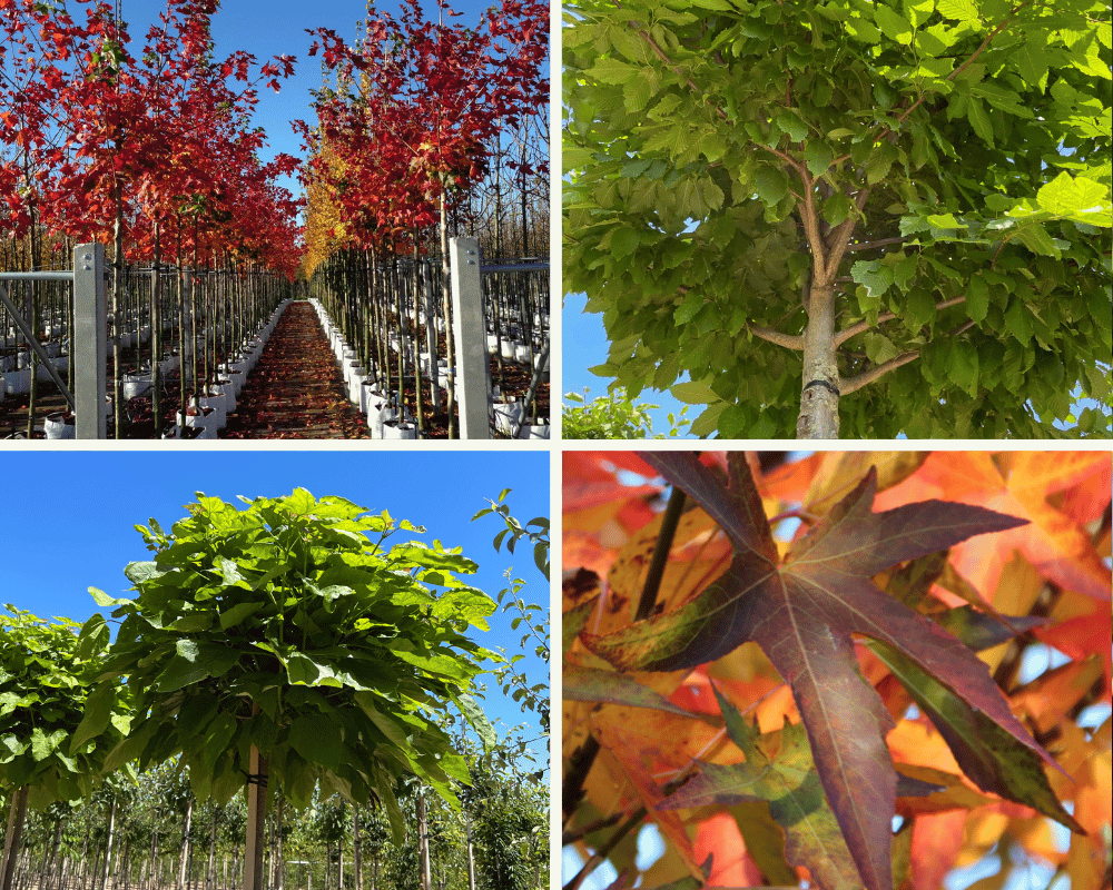 Top 10 meistverkauften Alleebäume