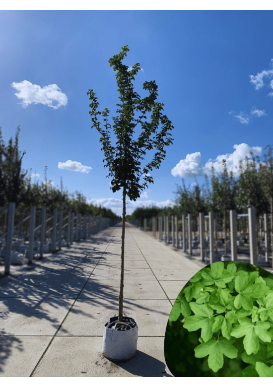 Säulen Feldahorn 'Green Column' | Acer campestre 'Green Column'