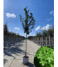 Säulen Feldahorn 'Green Column' | Acer campestre 'Green Column'