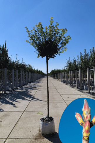 Kugel-Feldahorn 'Nanum' | Acer campestre 'Nanum'