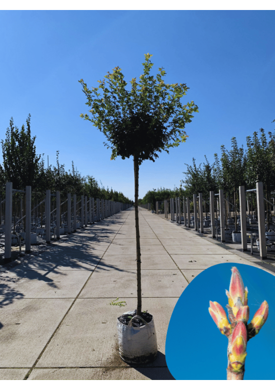 Kugel-Feldahorn 'Nanum' | Acer campestre 'Nanum'