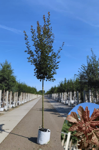 Feldahorn 'Red Shine' | Acer campestre 'Red Shine'