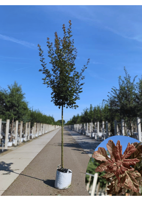 Feldahorn 'Red Shine' | Acer campestre 'Red Shine'