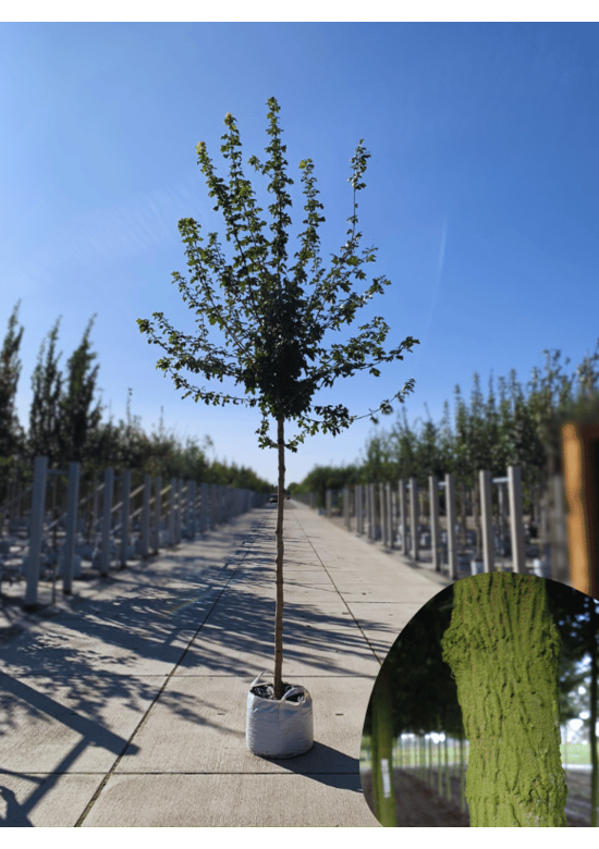 Feldahorn Hochstamm | Acer campestre