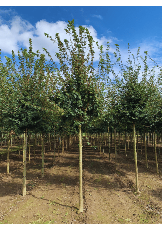 Feldahorn Hochstamm | Acer campestre