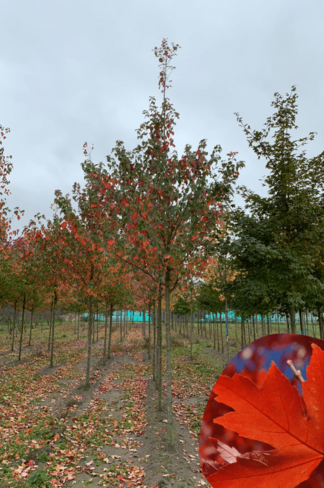 Freeman-Ahorn | Acer freemanii 'Armstrong'