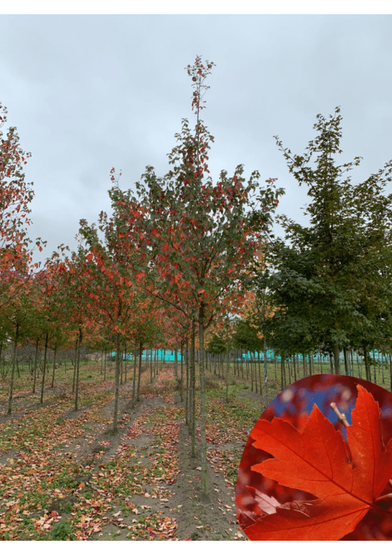 Freeman-Ahorn | Acer freemanii 'Armstrong'