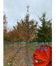 Freeman-Ahorn | Acer freemanii 'Armstrong' Freeman-Ahorn | Acer freemanii 'Armstrong'