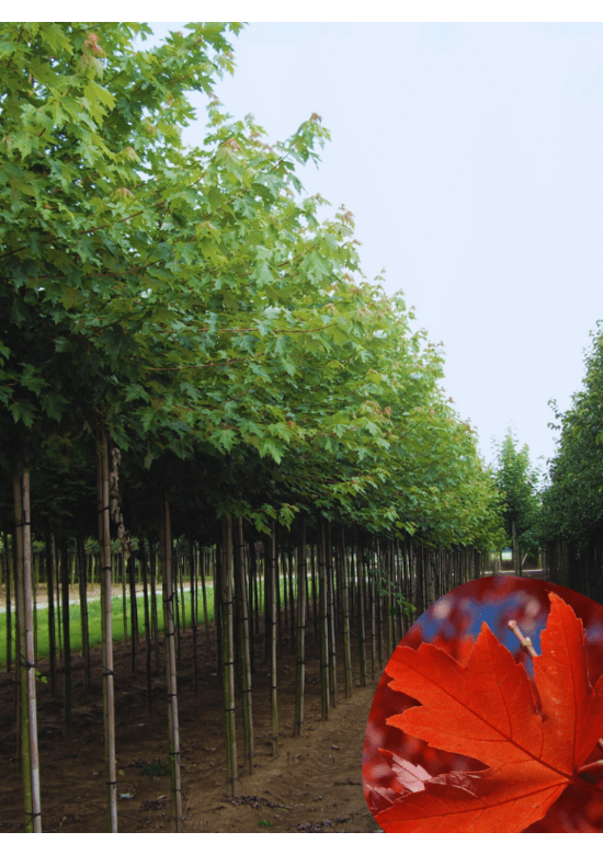 Freeman-Ahorn | Acer freemanii 'Armstrong'