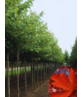 Freeman-Ahorn | Acer freemanii 'Armstrong' Freeman-Ahorn | Acer freemanii 'Armstrong'