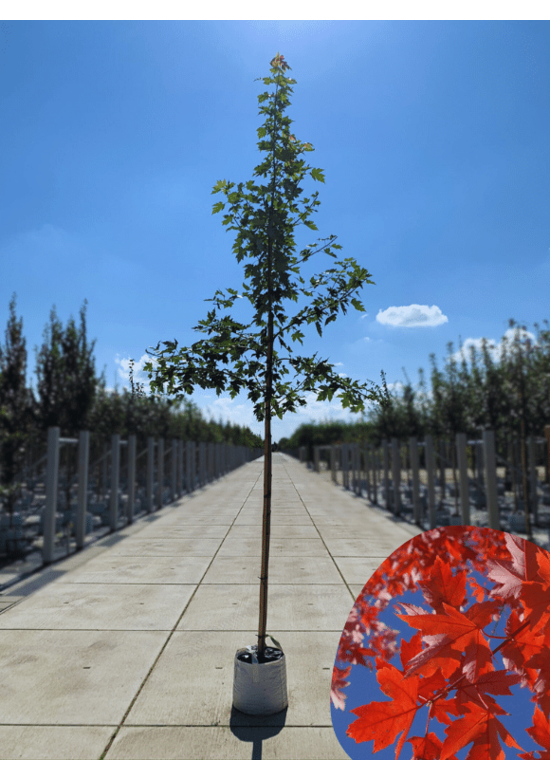 Herbstflammenahorn 'Autumn Blaze' | Acer freemanii 'Autumn Blaze'