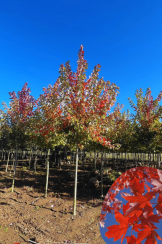 Herbst-Flammen-Ahorn | Acer freemanii 'Autumn Blaze' Herbst-Flammen-Ahorn | Acer freemanii 'Autumn Blaze'