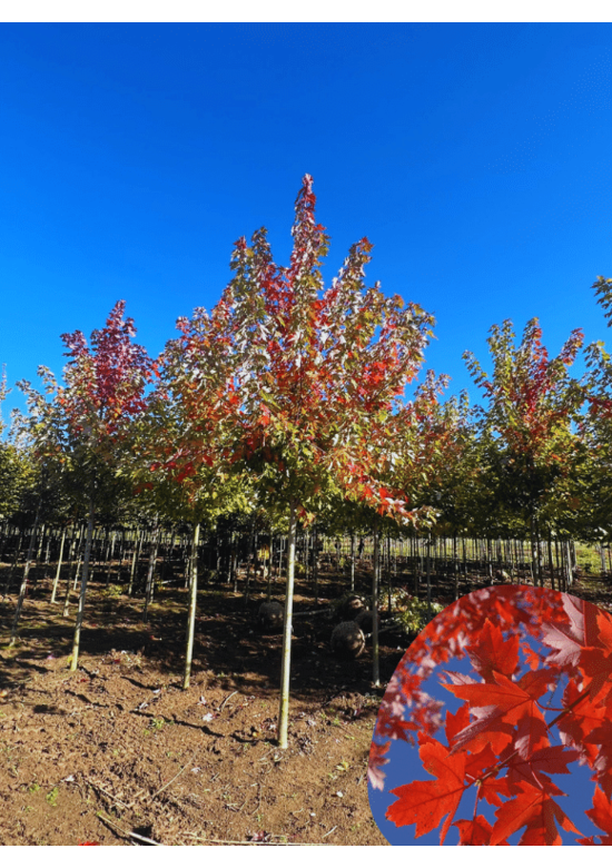 Herbst-Flammen-Ahorn | Acer freemanii 'Autumn Blaze'