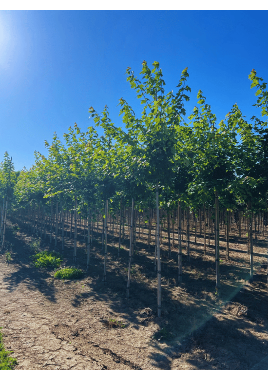 Herbstflammenahorn 'Autumn Blaze' | Acer freemanii 'Autumn Blaze'