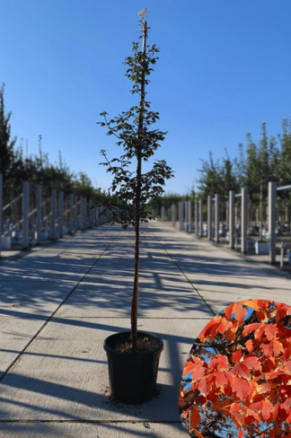 Zimt-Ahorn | Acer griseum