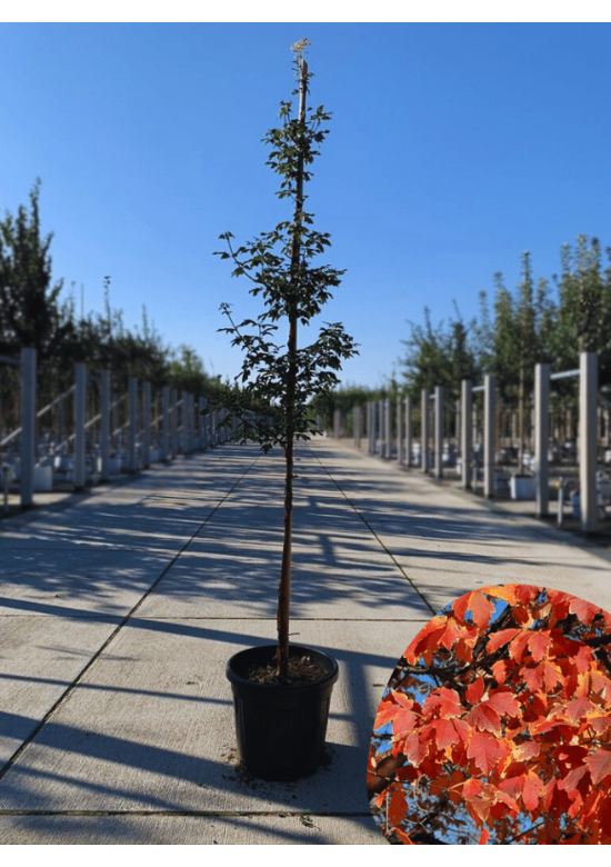 Zimt-Ahorn | Acer griseum Zimt-Ahorn | Acer griseum