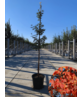 Zimt-Ahorn | Acer griseum Zimt-Ahorn | Acer griseum