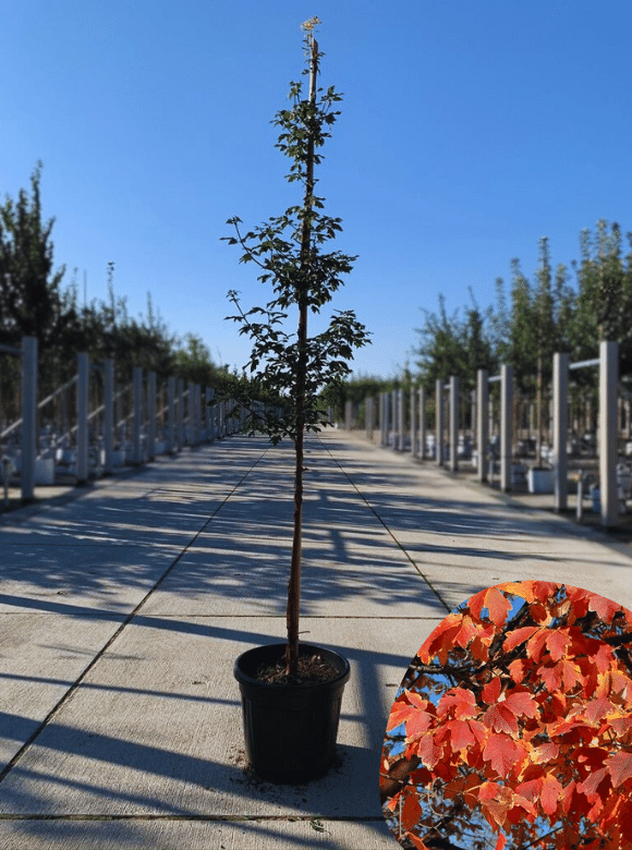  Zimt-Ahorn ,  Acer griseum