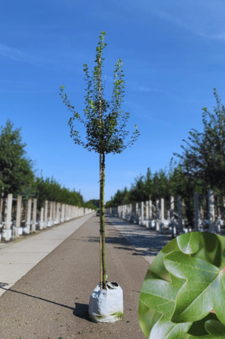 Französischer Ahorn - Dreilappiger Ahorn - Burgen-Ahorn | Acer monspessulanum