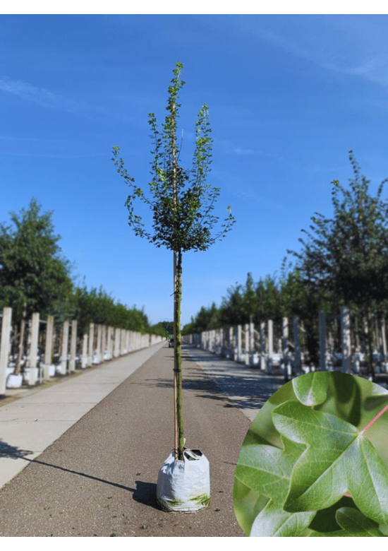 Französischer Ahorn - Dreilappiger Ahorn - Burgen-Ahorn | Acer monspessulanum