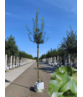 Französischer Ahorn - Dreilappiger Ahorn - Burgen-Ahorn | Acer monspessulanum