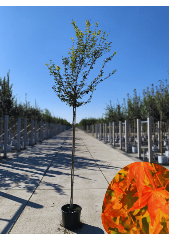 Fächerahorn Baum - Japanischer Ahorn | Acer palmatum