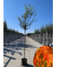 Fächerahorn Baum - Japanischer Ahorn | Acer palmatum