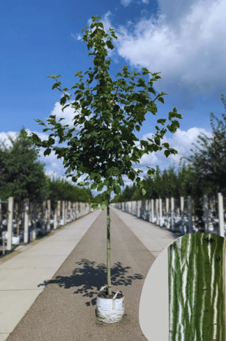 Amerikanischer Streifen-Ahorn | Acer pensylvanicum