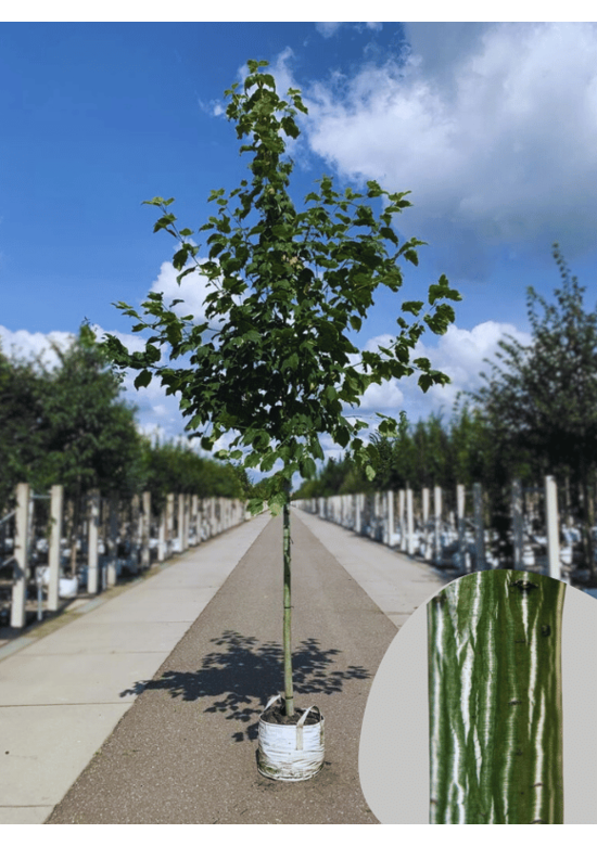 Amerikanischer Streifen-Ahorn | Acer pensylvanicum
