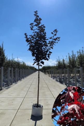 Oregon-Blutahorn 'Royal Red' | Acer platanoides 'Royal Red' Oregon-Blutahorn 'Royal Red' | Acer platanoides 'Royal Red'
