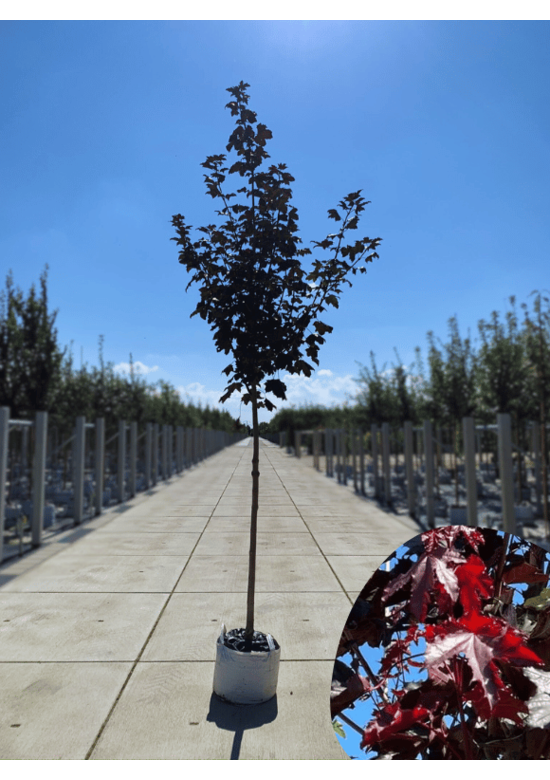 Oregon-Blutahorn 'Royal Red' | Acer platanoides 'Royal Red'