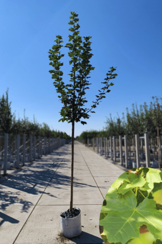 Kegelförmiger Spitzahorn 'Cleveland' | Acer platanoides 'Cleveland'