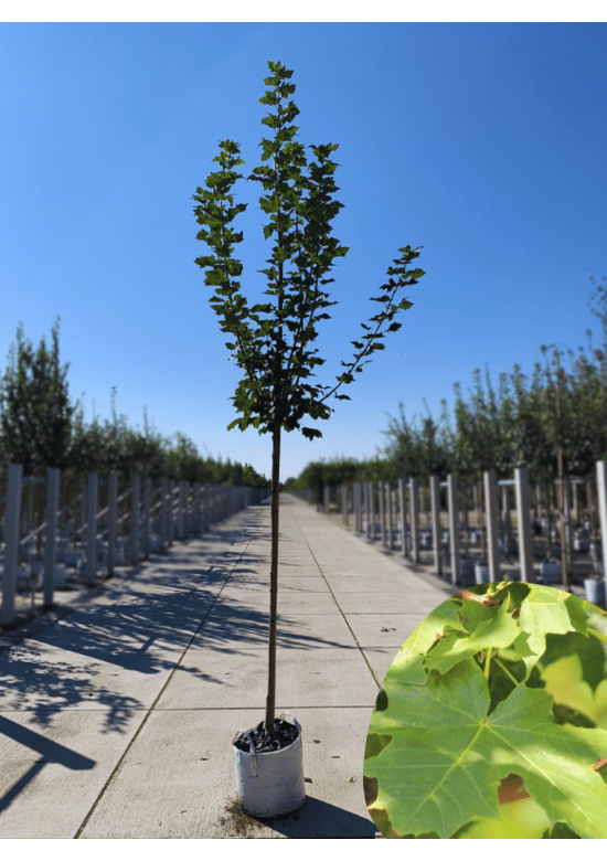 Kegelförmiger Spitzahorn 'Cleveland' | Acer platanoides 'Cleveland'