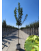 Kegelförmiger Spitzahorn 'Cleveland' | Acer platanoides 'Cleveland'