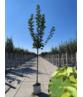 Kegelförmiger Spitzahorn 'Cleveland' | Acer platanoides 'Cleveland'