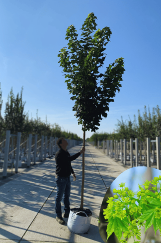 Säulenförmiger Spitzahorn 'Columnare' | Acer platanoides 'Columnare' Säulenförmiger Spitzahorn 'Columnare' | Acer platanoides 'Columnare'