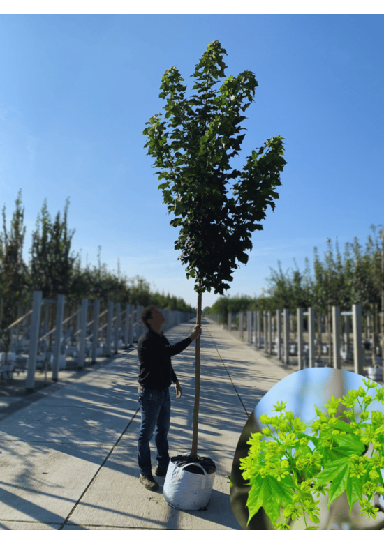 Säulenförmiger Spitzahorn 'Columnare' | Acer platanoides 'Columnare'