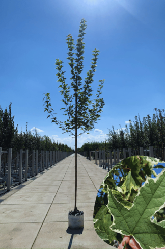 Spitzahorn 'Drummondii' | Acer platanoides 'Drummondii'