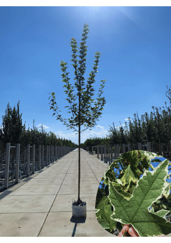 Spitzahorn 'Drummondii' | Acer platanoides 'Drummondii'