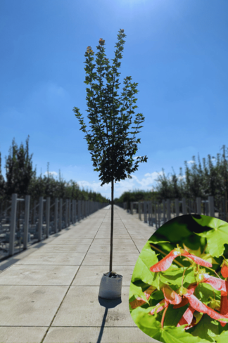 Kegelförmiger Spitzahorn 'Emerald Queen' | Acer platanoides 'Emerald Queen'