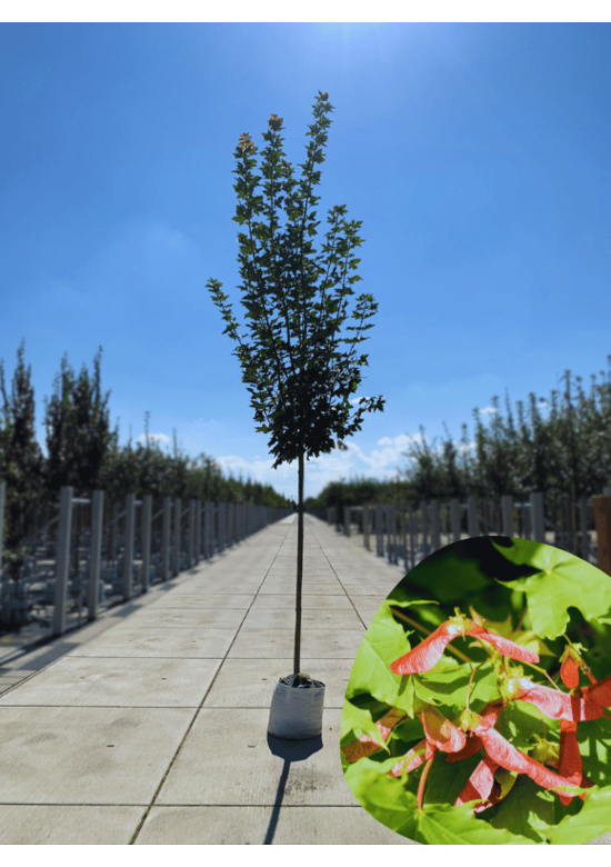 Kegelförmiger Spitzahorn 'Emerald Queen' | Acer platanoides 'Emerald Queen'