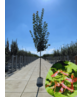 Kegelförmiger Spitzahorn 'Emerald Queen' | Acer platanoides 'Emerald Queen'