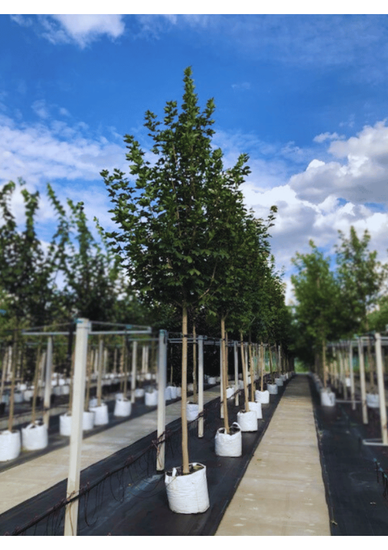 Kegelförmiger Spitzahorn 'Emerald Queen' | Acer platanoides 'Emerald Queen'