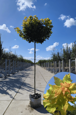 Gelber-Kugelahorn 'Golden Globe' | Acer platanoides 'Golden Globe' Gelber-Kugelahorn 'Golden Globe' | Acer platanoides 'Golden Globe'