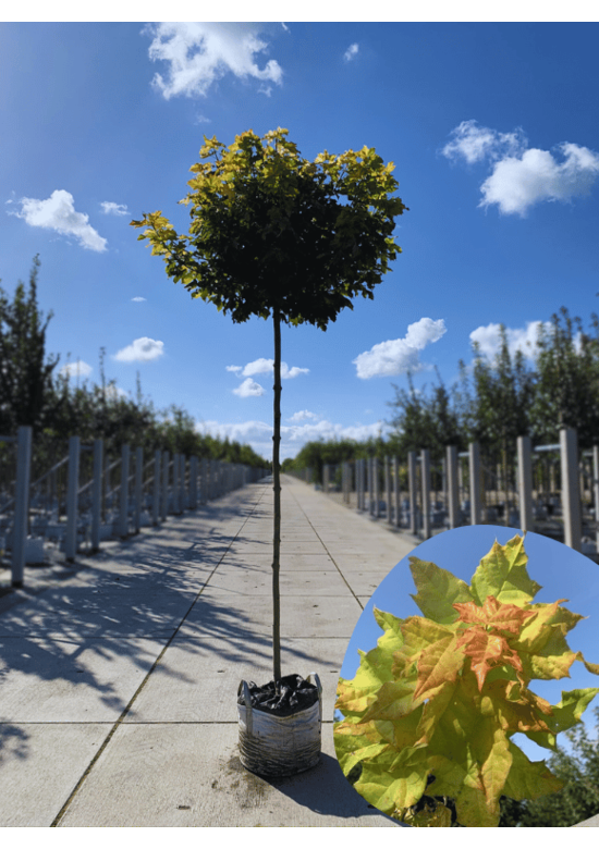 Gelber-Kugelahorn 'Golden Globe' | Acer platanoides 'Golden Globe' Gelber-Kugelahorn 'Golden Globe' | Acer platanoides 'Golden Globe'