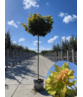 Gelber-Kugelahorn 'Golden Globe' | Acer platanoides 'Golden Globe' Gelber-Kugelahorn 'Golden Globe' | Acer platanoides 'Golden Globe'
