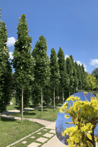 Mauritz-Spitzahorn 'Mauritz Upright' Hochstamm | Acer platanoides 'Mauritz Upright'® Mauritz-Spitzahorn 'Mauritz Upright' Hochstamm | Acer platanoides 'Mauritz Upright'®